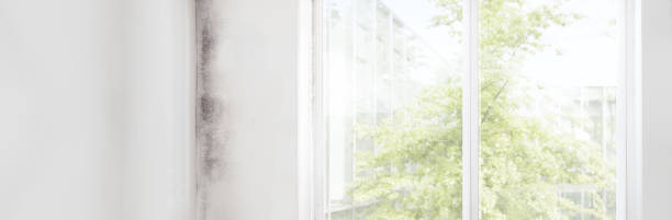Best Post-Construction Mold Inspection  in Marysville, PA