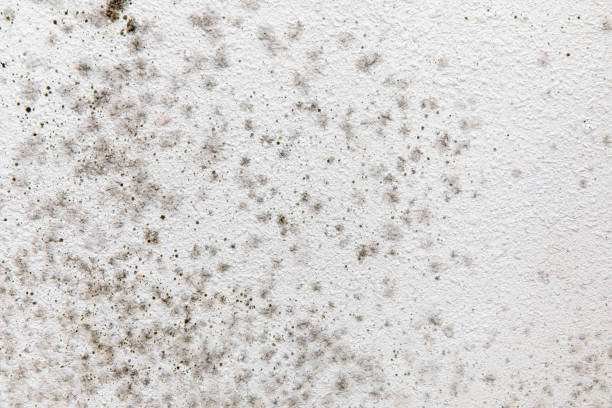  Marysville, PA Mold Removal Pros