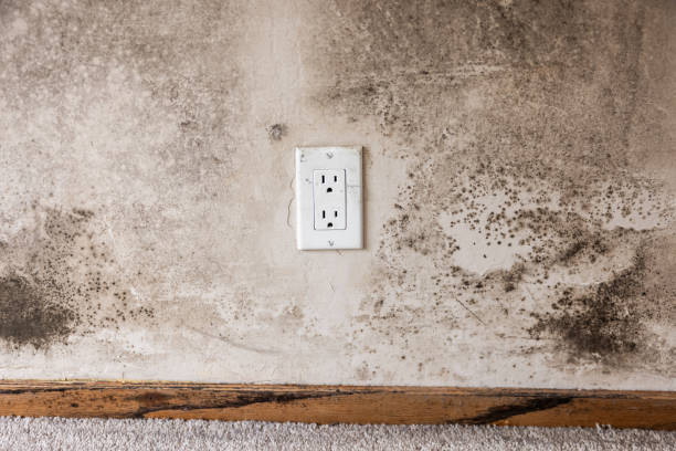 Best Airborne Mold Testing  in Marysville, PA